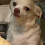 Betrayal dog