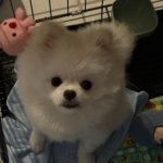 sybau dog