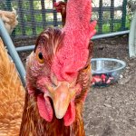 chicken face