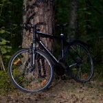 tree and bike