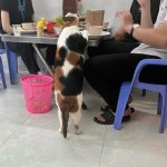 Kitty wants a bite