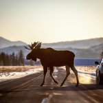 Moose Crossing