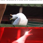 My goats bleet non-stop | NOBODY:
MY GOATS FOR NO REASON: | image tagged in screaming bird,memes,funny,goat,relatable,animals | made w/ Imgflip meme maker