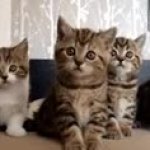 Kittens watching mood GIF Template
