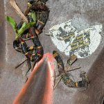 coral snake