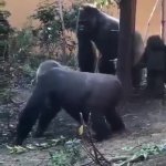 Gorilla Mating Dance GIF Template