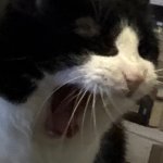 Angry yell