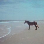 Horse on a beach