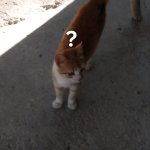 Gato confundido