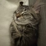 Snuggly Kitten