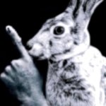rabbit