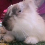 Side-eye bunny