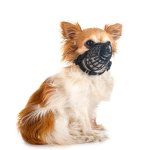 Muzzled Chihuahua