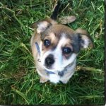 Baby jake