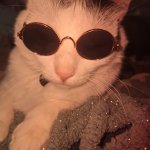 Cat in shades