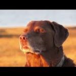 Dog reflecting