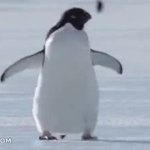 Waddling Penguin GIF Template