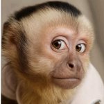 Rude little monkey