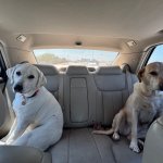 two dogs in timeout