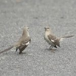 Birds Arguing