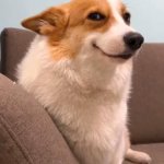 Sly smiling corgi
