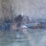 Pensive Bear