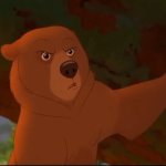 I don't like bears