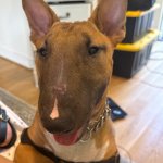 Bull Terrier pup