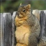 angry squirrel