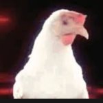 chicken banana