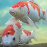Koi pair closeup