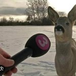 Stupid deer