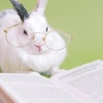 Smart rabbit