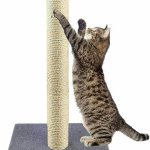 cat scratch