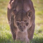 mountain lion mother and cub