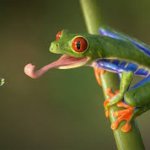thirsty frog meme