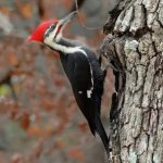 Woodpecker
