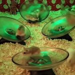Rat Race GIF Template