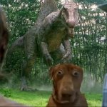 Scared dog
