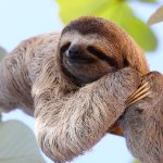 sloth on branch