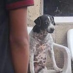 Perrito enojado