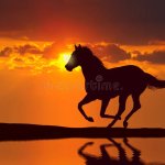 horse in the sunset