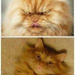 Before and After cat