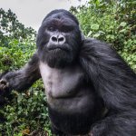 gorilla punch