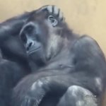 1234 GIF Template