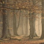 Forest wall