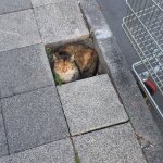 If I fits I sits tits cat street