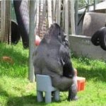 Gorilla