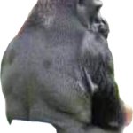 Cut gorilla