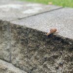 Snail on ledge